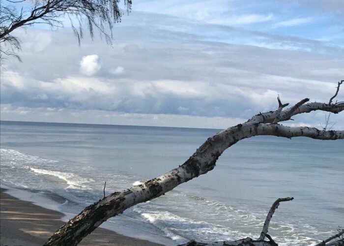 Baumstamm am Strand mit Blick auf die Ostsee.