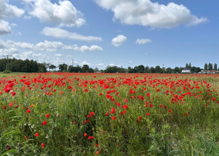 Mohnblumenfeld unter blauem Himmel mit weißen Wolken.